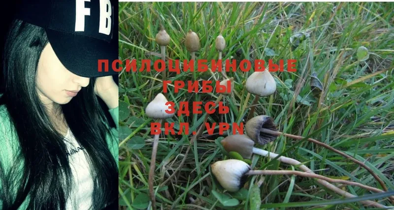 что такое   Моздок  Псилоцибиновые грибы Psilocybine cubensis 